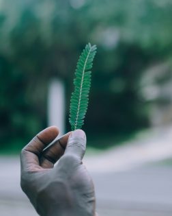 Hand Holding Green Leaf