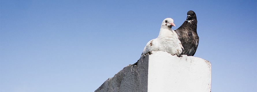 Bird Abatement